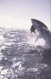 Springender Weißer Hai im spaeten Nachmittagslicht (00014480)