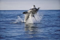 Breaching Great White Shark off Dyer Island (00000290)