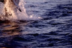 Springender Weißer Hai im letzten Abendlicht (00010238)