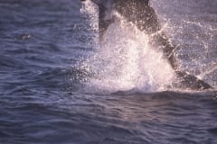 Springender Weißer Hai im spaeten Nachmittagslicht (00010241)