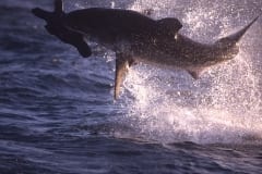 Springender Weißer Hai im spaeten Nachmittagslicht (00010246)