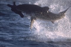 Springender Weißer Hai im spaeten Nachmittagslicht (00010248)