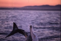 Springender Weißer Hai im letzten Abendlicht (00010259)