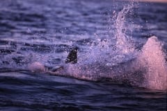 Springender Weißer Hai im letzten Abendlicht (00010261)