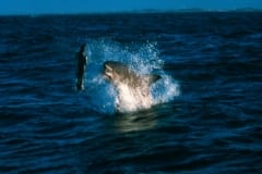 Springender Weißer Hai (00010275)