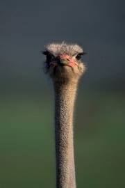 Ostrich Portrait (00011015)