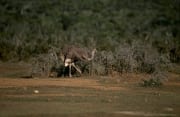 Strauß im Addo Elephant National Park (00016286)