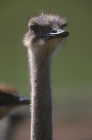 Ostrich (00016454)