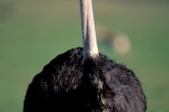Ostrich Portrait (00011017)