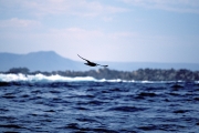 Fliegende Schmarotzerraubmoewe vor Dyer Island (00004437)