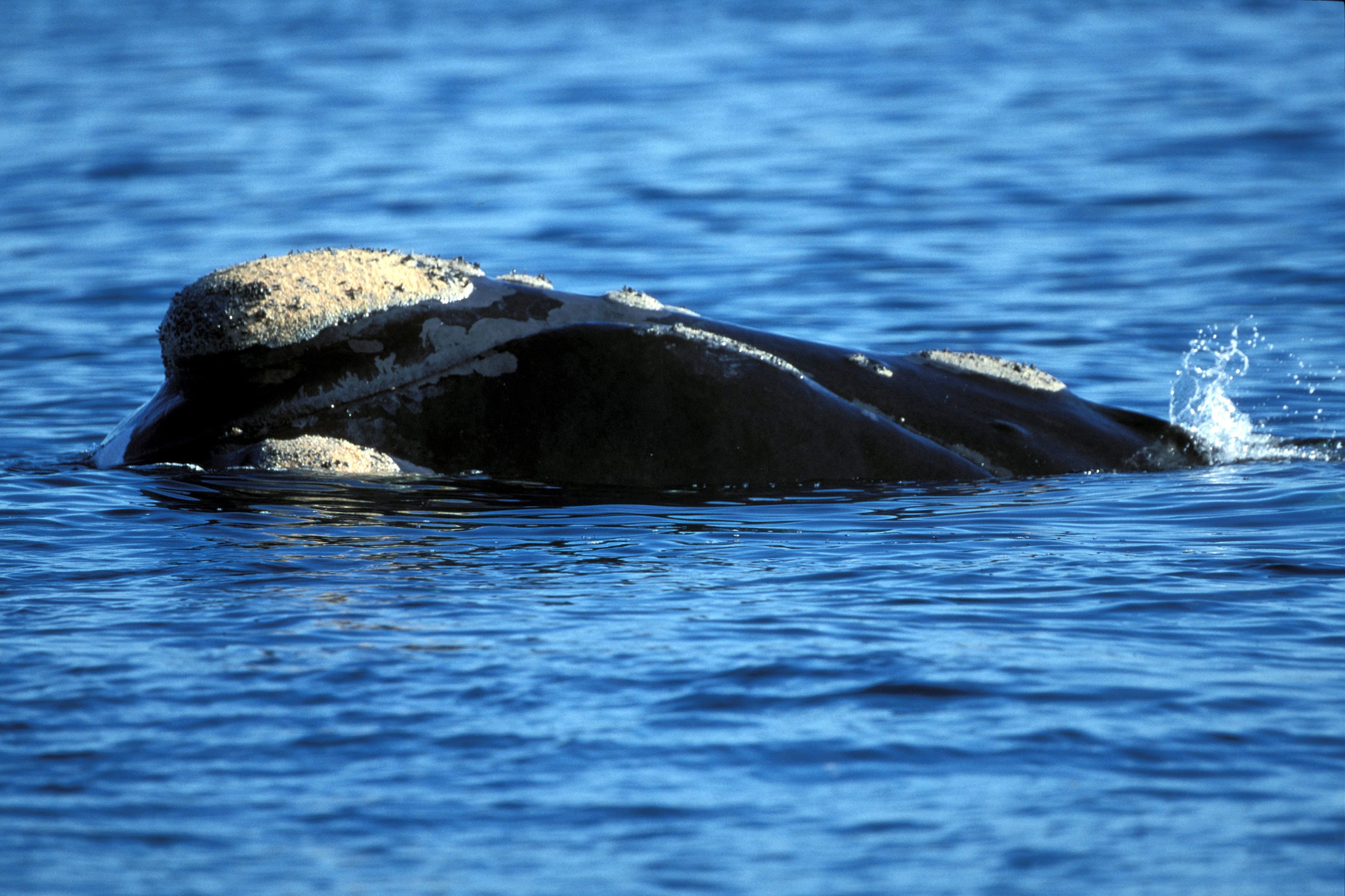 Southern Right Whale with callosities on its head (00011114)