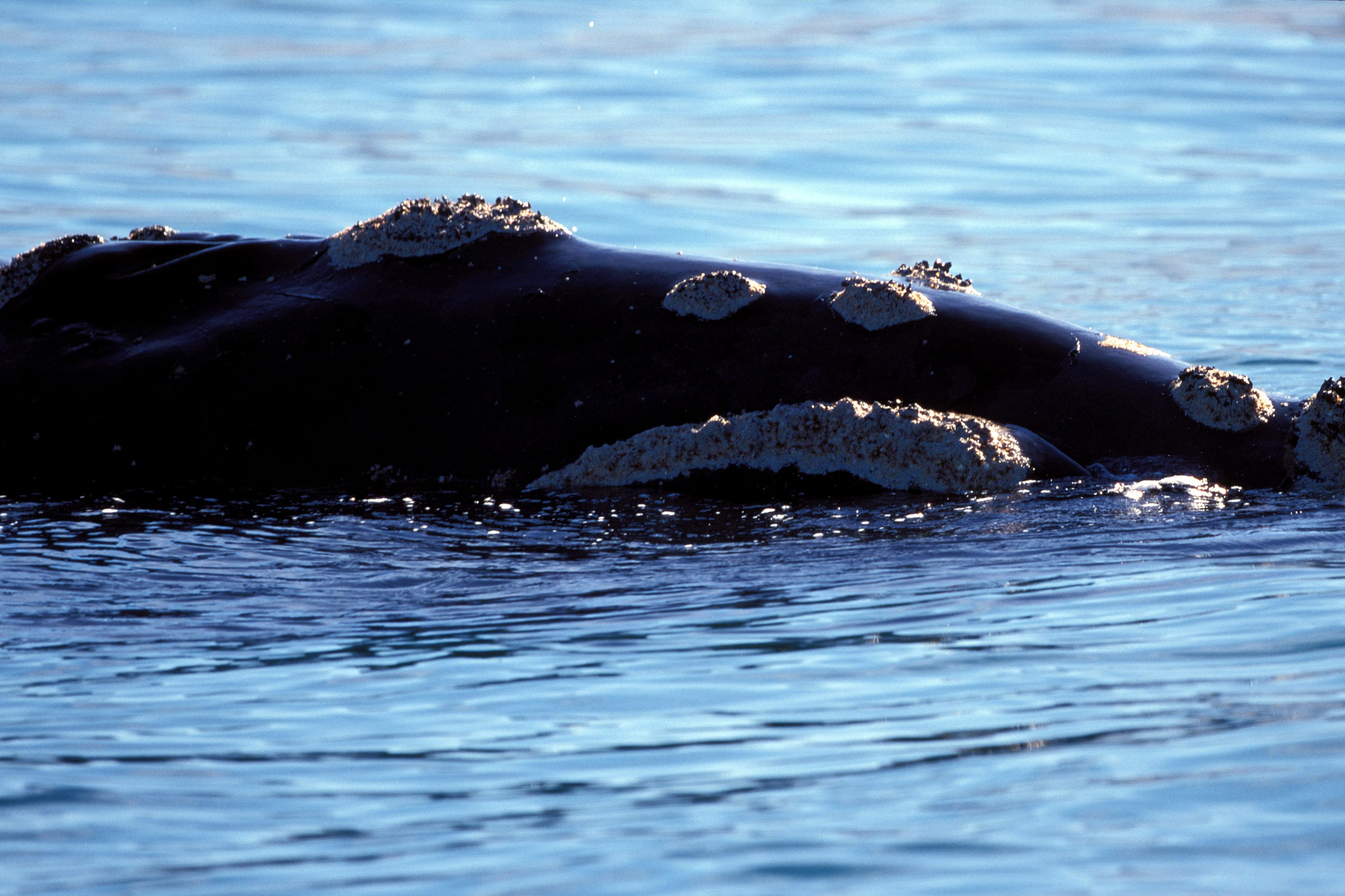 Southern Right Whale (00011122)