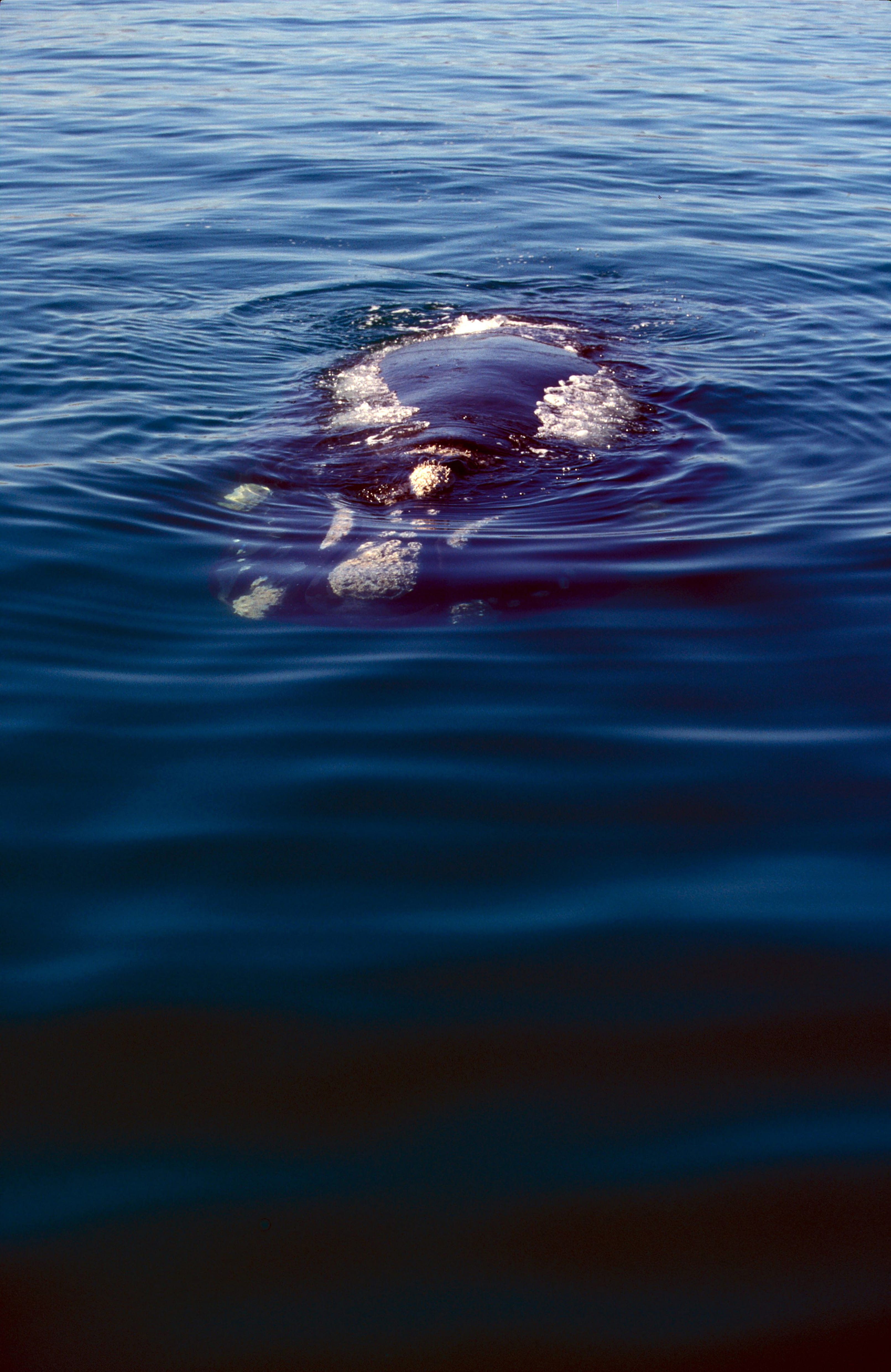 Southern Right Whale on the water surface (00011131)