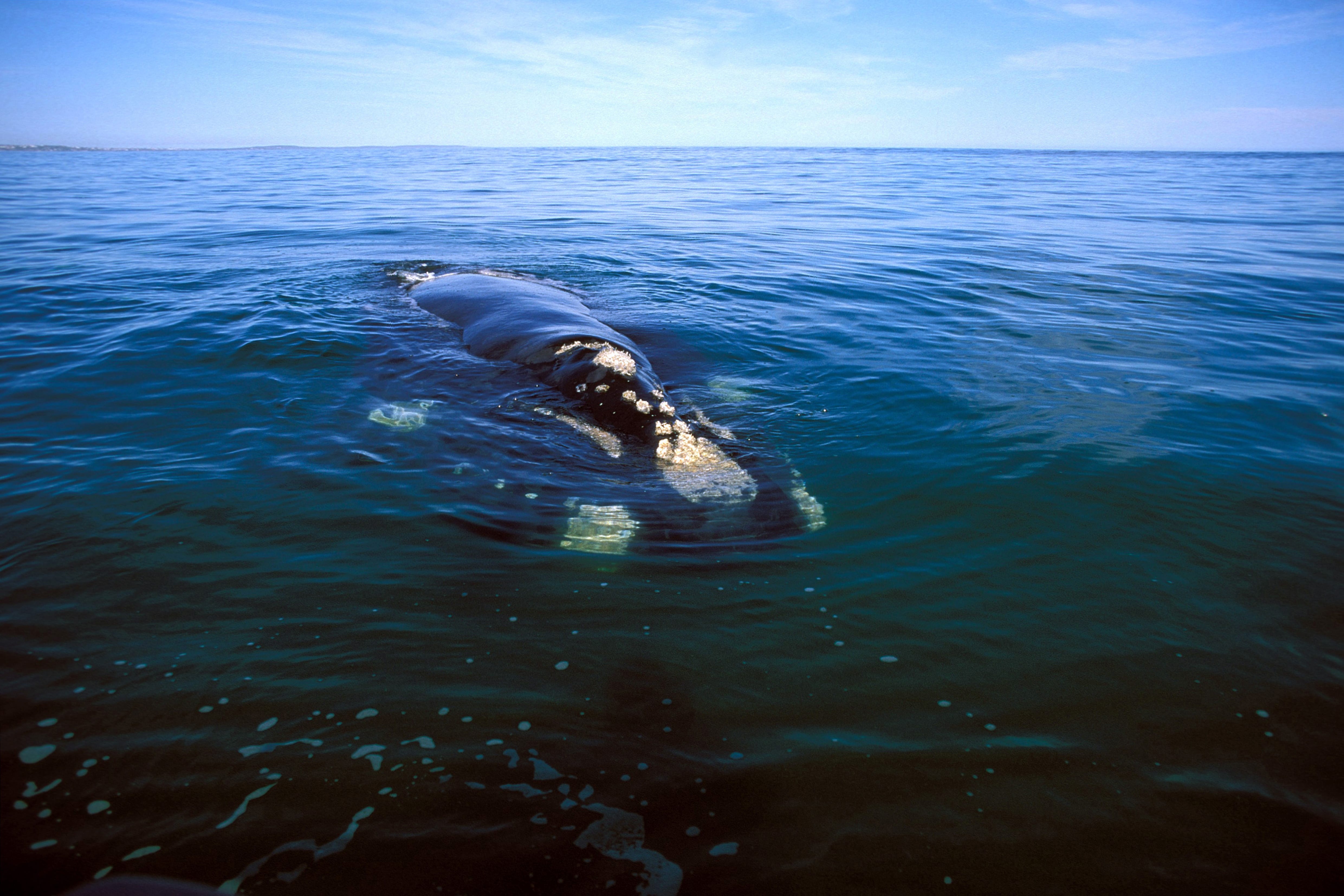 Southern Right Whale on the water surface (00011180)