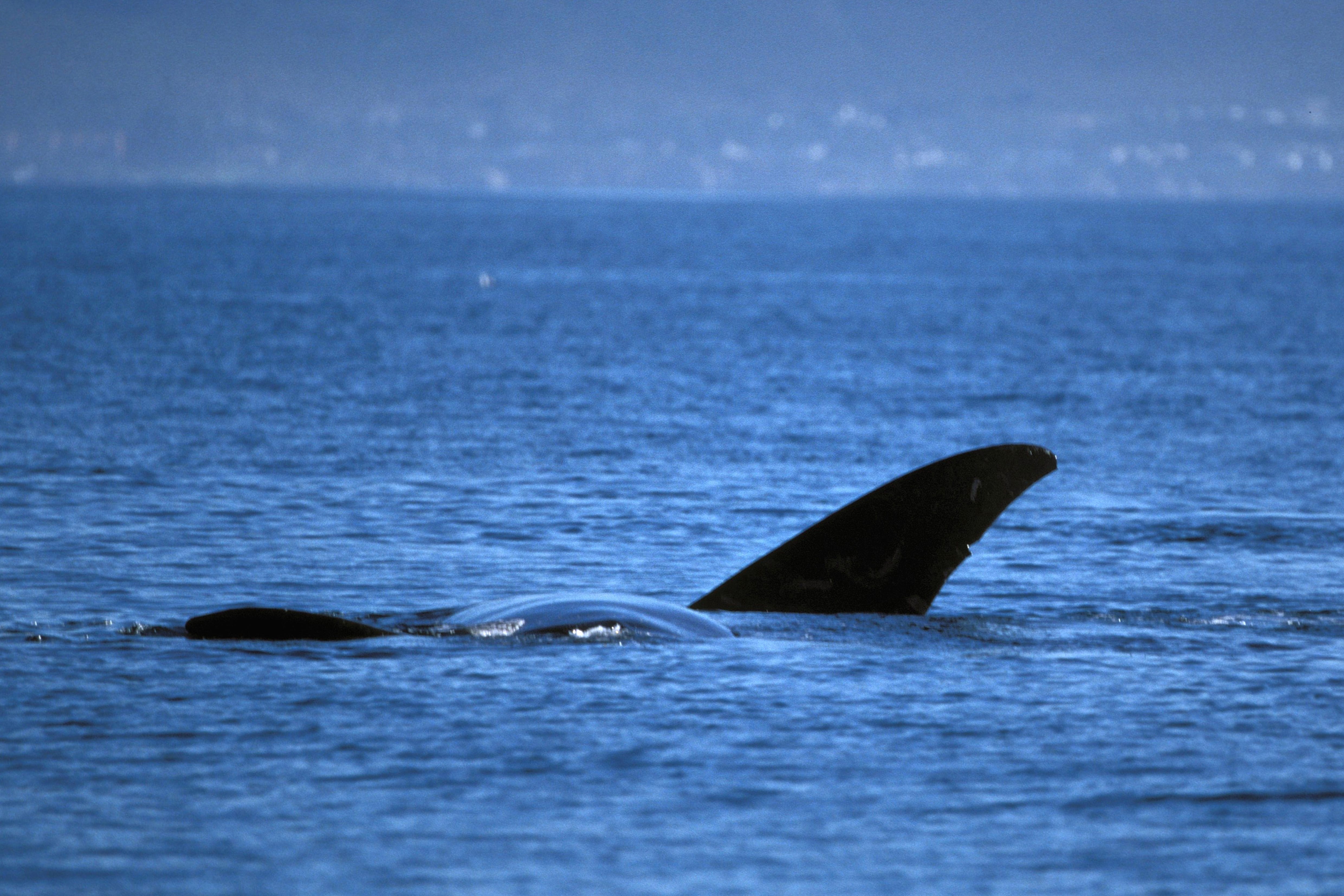 Fin of Southern Right Whale on the water surface (00011255)