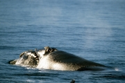 Southern Right Whale (00011117)