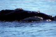 Southern Right Whale (00011122)