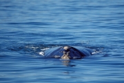 Southern Right Whale (00011129)