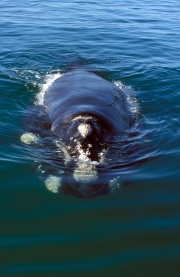 Southern Right Whale comes on the water surface (00011136)