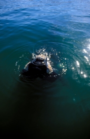 Southern Right Whale comes on the water surface (00011148)