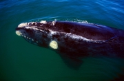Southern Right Whale swims at the water surface (00011152)