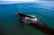 Southern Right Whale  breaks through the watersurface (00011189)