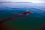 Southern Right Whale on the water surface (00011261)