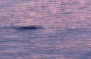 Southern Right Whale comes on the water surface (00013952)