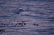 Southern Right Whale comes on the water surface (00013953)