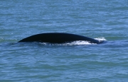 Eindrucksvoller Koerper des Suedlichen Glattwals beim (00015900)