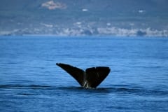 Tail fin of the Southern Right Whale over water (00011118)