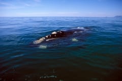 Southern Right Whale on the water surface (00011195)