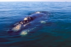 Southern Right Whale on the water surface (00011198)