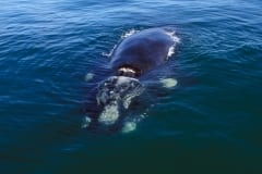 Southern Right Whale on the water surface (00011218)