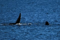 Fins of Southern Right Whale on the water surface (00011219)
