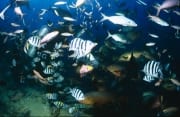 Taucher in Fischkonzentration am Shark Reef (00017568)