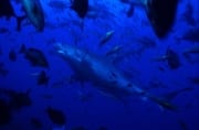 Tigerhai kommt aus dem tiefen Wasser (00018812)