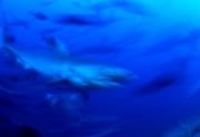 Schemenhaft erreicht einTigerhai das Riff (00018827)