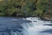 Brooks River Falls (00000914)