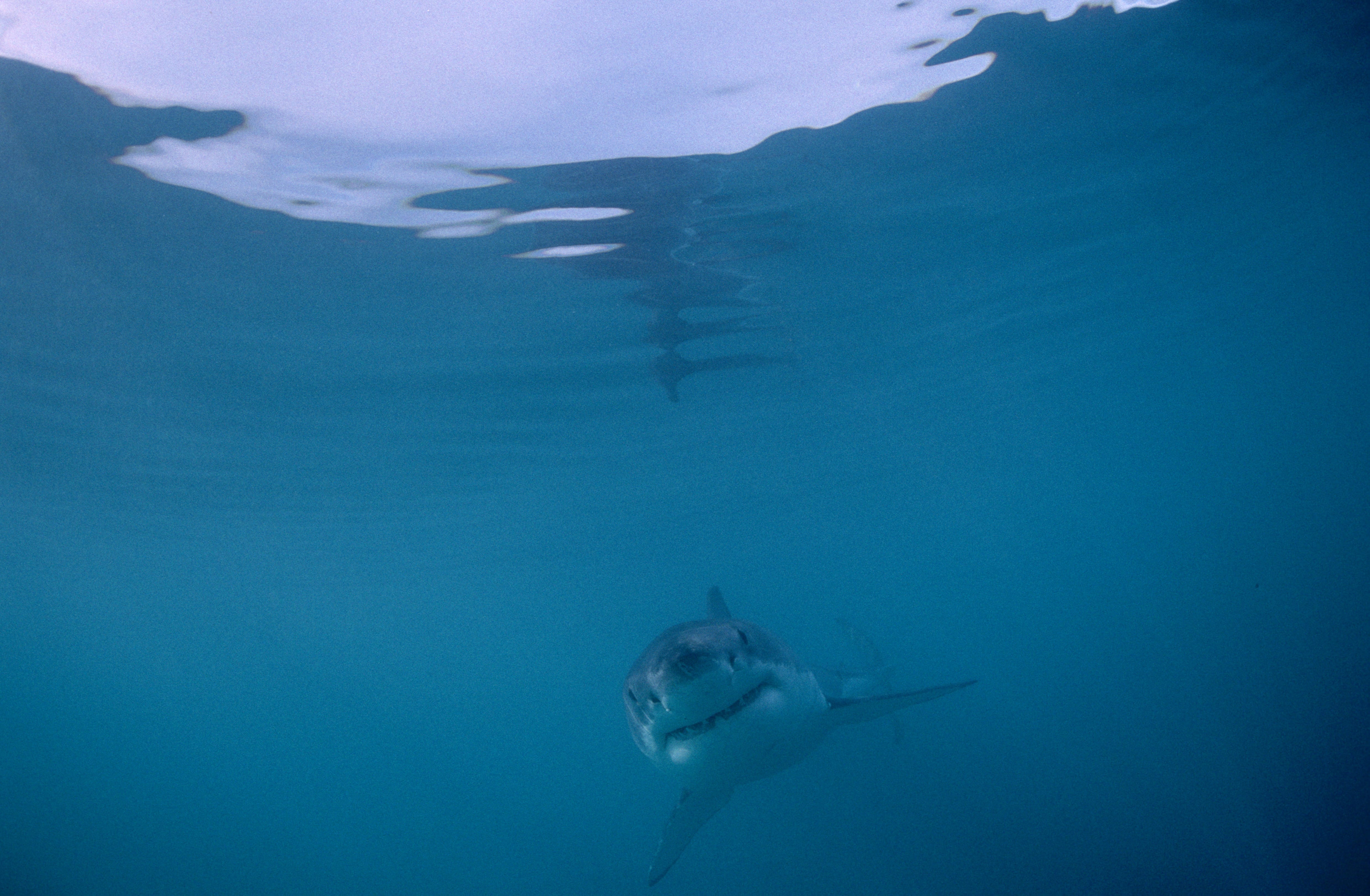 Baby Weißer Hai im unendlichen Ozean (00010435)