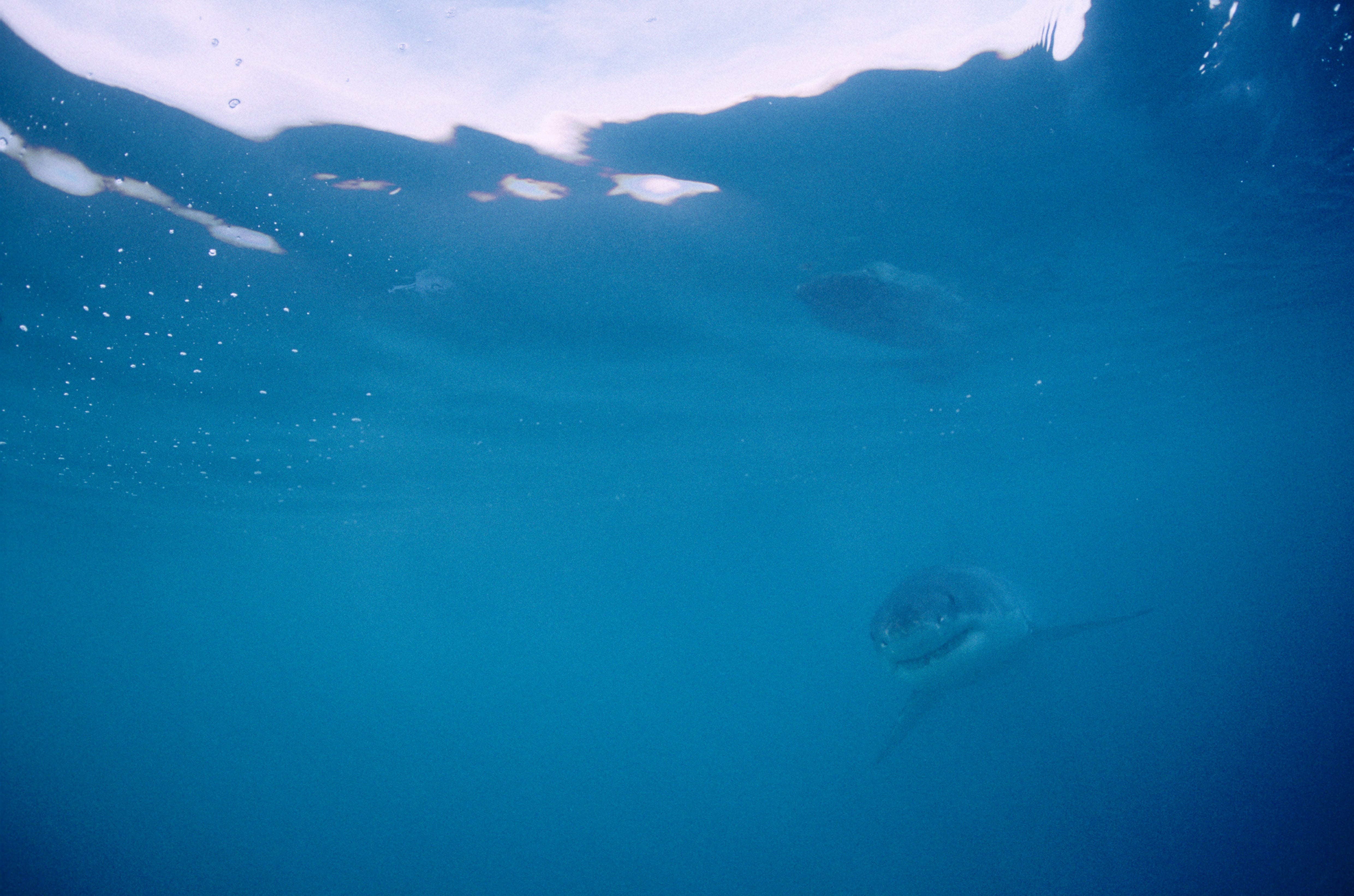 Baby Weißer Hai im weiten Ozean (00010454)