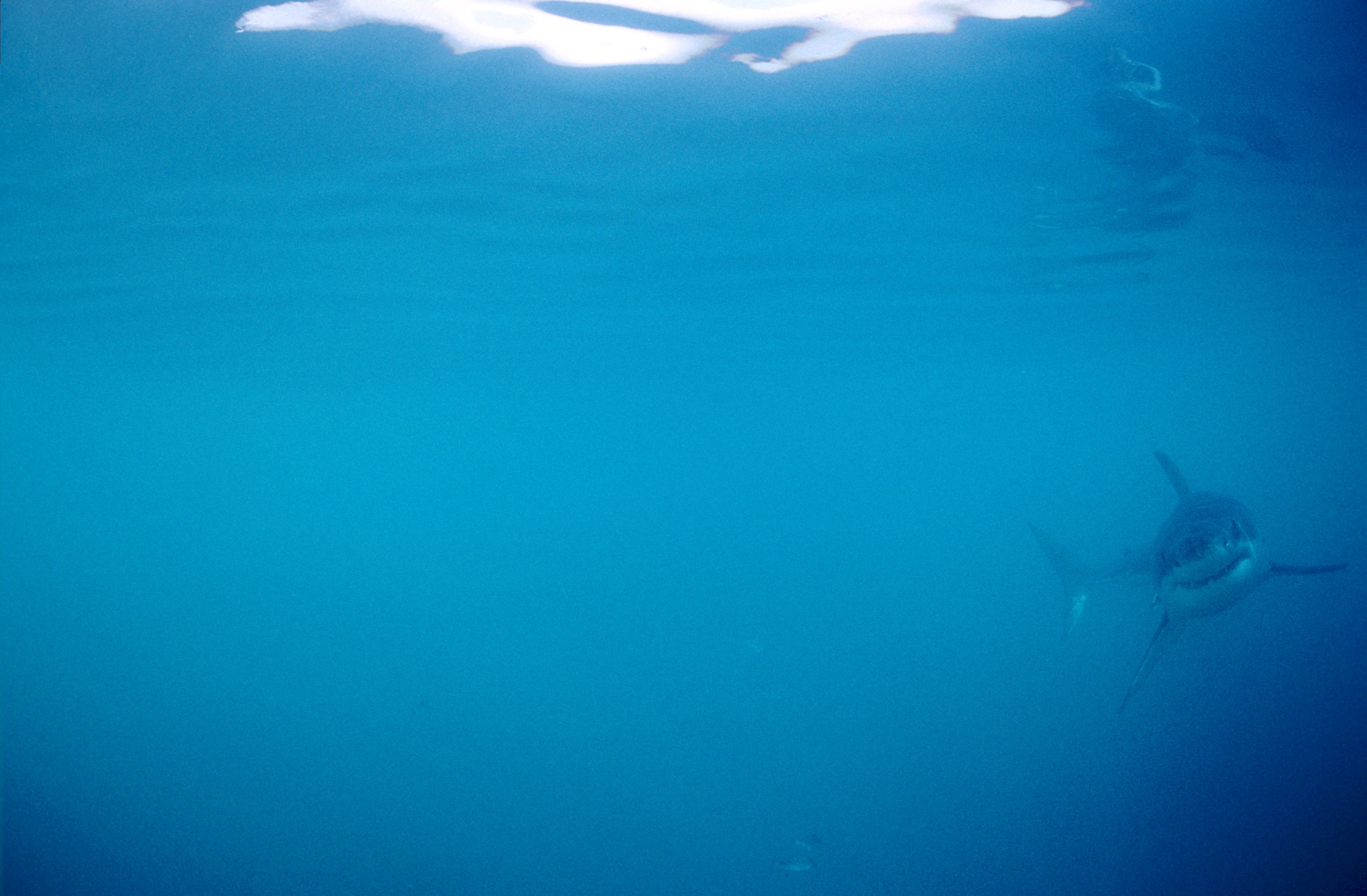 Baby Weißer Hai (00010484)