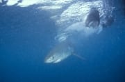 Weißer Hai Baby auf Nahrungssuche (00010349)