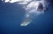 Weißer Hai Baby in Fischkoedernaehe (00010365)