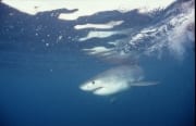 Weißer Hai Baby auf Nahrungssuche (00010369)