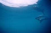 Baby Weißer Hai dicht unter der Wasseroberflaeche (00010413)