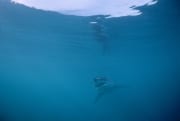 Baby Weißer Hai in der Unendlichkeit des Ozeans (00010434)