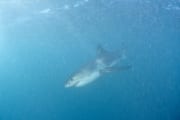 Weißer Hai Baby auf Nahrungssuche (00010609)