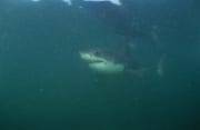Baby Weißer Hai im planktonreichen Wasser (00014529)