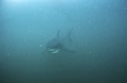 Baby Weißer Hai im planktonreichen Wasser (00014543)